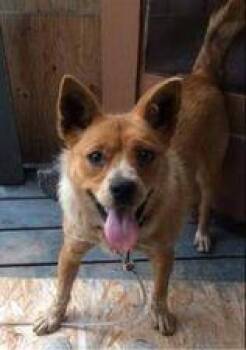 Australian Cattle Dog Blue Heeler Dogs Available for Adoption - Coco | PetCurious