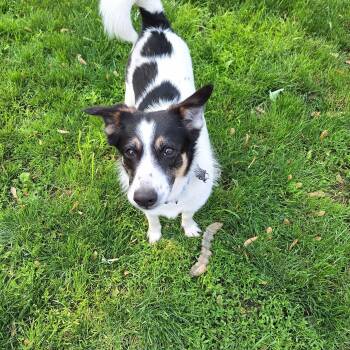 Rescue Border Collie Dogs for Adoption in Hagaman, New York - Baby | PetCurious