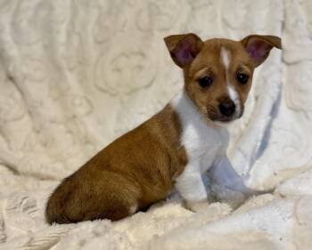 Rat Terrier and Corgi Dogs Available for Adoption - Strawberry  | PetCurious