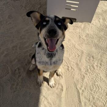 KIRBY -  Australian Cattle Dog Blue Heeler and Mixed Breed Dog for Adoption in Thousand Palms, California - KIRBY | PetCurious