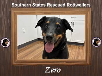 Rescue Rottweiler Dogs for Adoption in Arlington, Texas - Zero | PetCurious