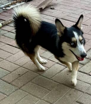 Benny -  Corgi and Siberian Husky Dog for Adoption in Sumter, South Carolina - Benny | PetCurious