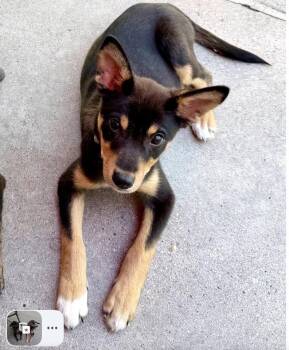 RHUBARB -  Shepherd Dog for Adoption in Broomfield, Colorado - RHUBARB | PetCurious