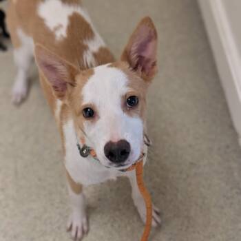 Hodel -  Australian Cattle Dog Blue Heeler and Mixed Breed Dog for Adoption in Riverwoods, Illinois - Hodel | PetCurious