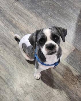 Guinness -  Shih Tzu Dog for Adoption in Philadelphia, Pennsylvania - Guinness | PetCurious