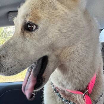 Husky and Mixed Breed Dogs Available for Adoption in Galveston, Texas - Meela | PetCurious