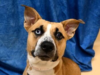 Amia -  Pit Bull Terrier and Siberian Husky Dog for Adoption in Portland, Oregon - Amia | PetCurious