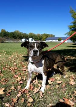 Rescue Mixed Breed Dogs for Adoption in St. Joseph, Michigan - Chip | PetCurious