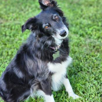 Rosie -  Australian Shepherd Dog for Adoption in Lisbon, Iowa - Rosie | PetCurious