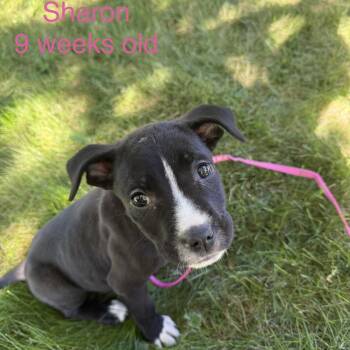 Sharon -  Mixed Breed Dog for Adoption - Sharon | PetCurious