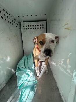 Pit Bull Terrier and Mixed Breed Dogs Available for Adoption in Sacramento, California - QUINN TREADWAY | PetCurious