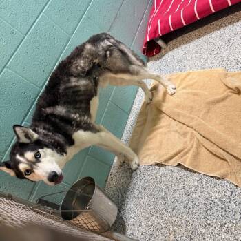 Summit -  Siberian Husky Dog for Adoption in Port Charlotte, Florida - Summit | PetCurious