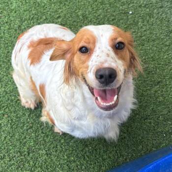 Yeller 0955 -  English Cocker Spaniel Dog for Adoption in Loxahatchee Groves, Florida - Yeller 0955 | PetCurious