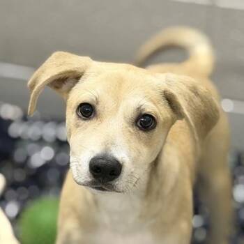 Mitch Marner -  Husky Dog for Adoption in Sacramento, California - Mitch Marner | PetCurious