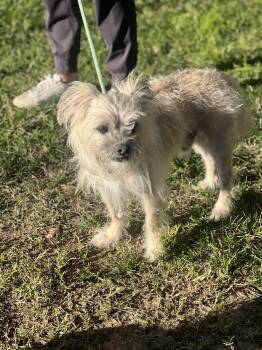 Lhasa Apso and Miniature Poodle Dogs Available for Adoption - Shaggy~ Little Lost Soul | PetCurious
