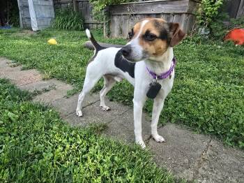 Pepperoni -  Jack Russell Terrier Dog for Adoption in Elmhurst, Illinois - Pepperoni | PetCurious