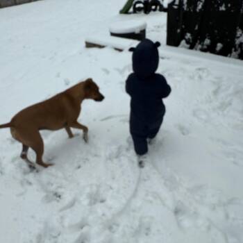American Staffordshire Terrier and Mixed Breed Dogs Available for Adoption in Roanoke, Virginia - Simba | PetCurious