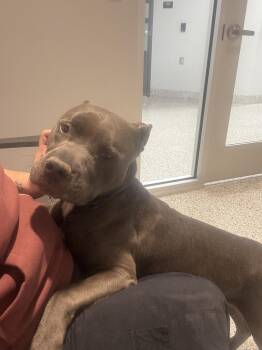 Rescue Pit Bull Terrier Dogs for Adoption in Bloomfield Hills, Michigan - MACKAY | PetCurious