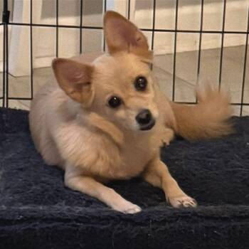 Chihuahua Dogs Available for Adoption - Dizzy | PetCurious