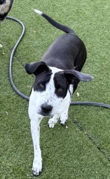 Singer -  Hound Dog for Adoption in Kutztown, Pennsylvania - Singer | PetCurious