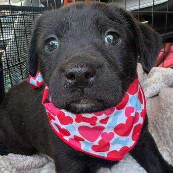 Labrador Retriever Dogs Available for Adoption - Issac | PetCurious
