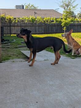 MAX aka Wolf -  Chihuahua Dog for Adoption in Roseville, California - MAX Aka Wolf | PetCurious