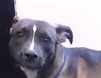 Pit Bull Terrier Dogs Available for Adoption in Tulsa, Oklahoma - CHLOE | PetCurious