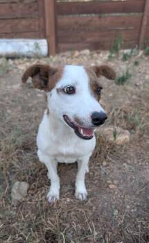 Tune Girl -  Cattle Dog and Chihuahua Dog for Adoption in Fort Lupton, Colorado - Tune Girl | PetCurious