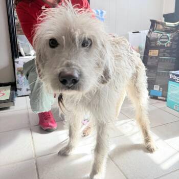 Poodle and Labrador Retriever Dogs Available for Adoption - Keith | PetCurious