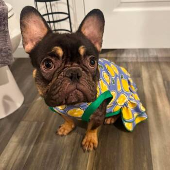 Hurley -  French Bulldog Dog for Adoption in Bryan, Texas - Hurley | PetCurious