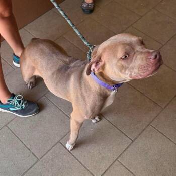 Mabel Stray Hold 8/30 -  Pit Bull Terrier Dog for Adoption in Huntington, West Virginia - Mabel Stray Hold 8/30 | PetCurious