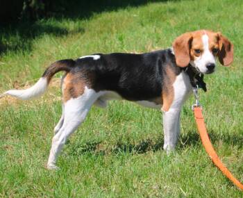 Colter -  Beagle Dog for Adoption in Stuarts Draft, Virginia - Colter | PetCurious