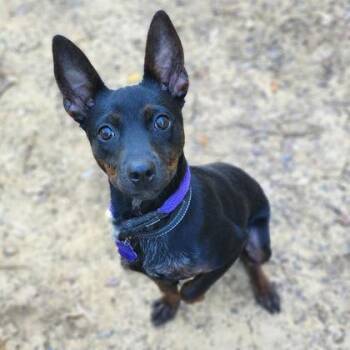 Rescue Mixed Breed Dogs for Adoption in Leander, Texas - Abelia | PetCurious