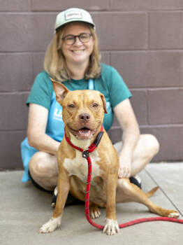 Rescue Mixed Breed Dogs for Adoption in Chamblee, Georgia - Columbiana - IN FOSTER | PetCurious