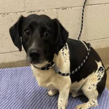 Rat Terrier Dogs Available for Adoption in Buellton, California - Maury | PetCurious