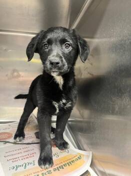 Poodle Dogs Available for Adoption in Hopkinsville, Kentucky - Ember | PetCurious