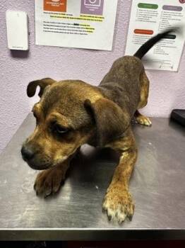 German Shepherd Dog and Pug Dogs Available for Adoption - 60737933 | PetCurious