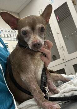 Chihuahua and Mixed Breed Dogs Available for Adoption - Tito | PetCurious