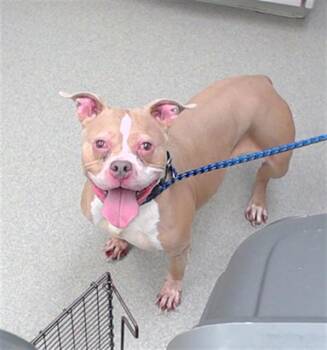 BUBBLE -  English Bulldog and Staffordshire Bull Terrier Dog for Adoption in Omaha, Nebraska - BUBBLE | PetCurious