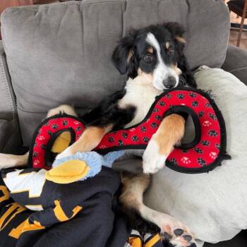 Teddy Bear -  Standard Poodle and Bernese Mountain Dog Dog for Adoption in Rochester, New York - Teddy Bear | PetCurious