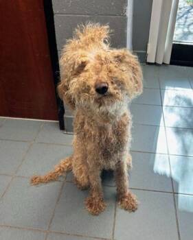 Rangoon -  Mixed Breed Dog for Adoption in Nashville, Tennessee - Rangoon | PetCurious