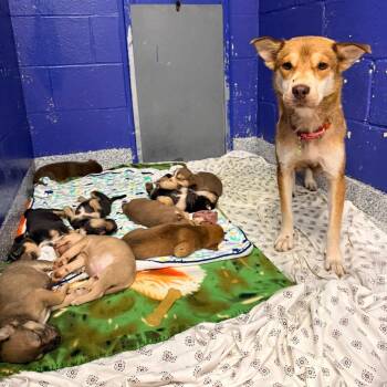 CT Wilbur avail Aug 8 (Petco- Dayville, CT) -  Husky and Mixed Breed Dog for Adoption in Stormville, New York - CT Wilbur Avail Aug 8 (Petco- Dayville, CT) | PetCurious