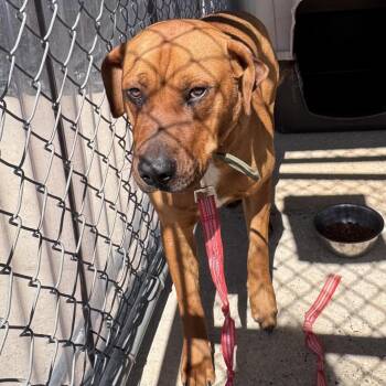 Tucker -  Mixed Breed Dog for Adoption in Columbiana, Alabama - Tucker | PetCurious