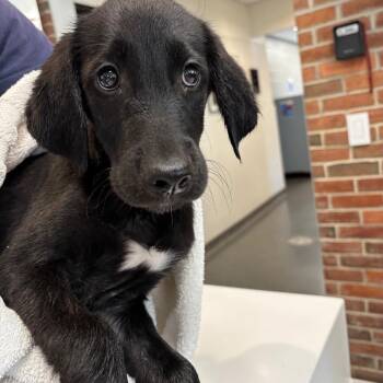 Blackberry -  Mixed Breed Dog for Adoption in Allentown, Pennsylvania - Blackberry | PetCurious