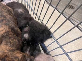RAINBOW -  Border Collie and Mixed Breed Dog for Adoption in Tallahassee, Florida - RAINBOW | PetCurious