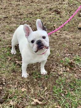 Libby -  French Bulldog Dog for Adoption in Hartwell, Georgia - Libby | PetCurious