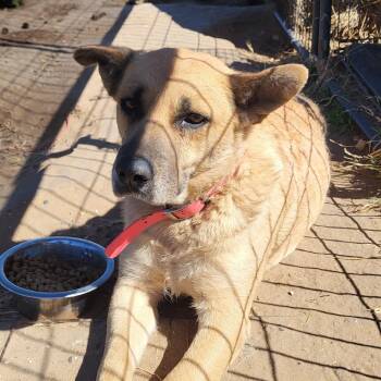 German Shepherd Dog and Labrador Retriever Dogs Available for Adoption - Daisy | PetCurious