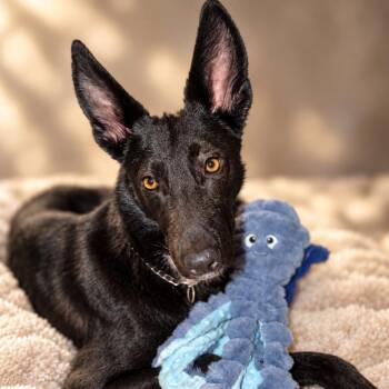 Blaze -  German Shepherd Dog and Belgian Shepherd Malinois Dog for Adoption in Delray Beach, Florida - Blaze | PetCurious