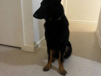 Bear -  German Shepherd Dog and Mixed Breed Dog for Adoption in El Paso, Texas - Bear | PetCurious