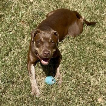 Lynne -  Pit Bull Terrier Dog for Adoption in Denison, Texas - Lynne | PetCurious